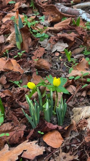 Snow drops, winter Aconites & Lords-and-Ladies🌱 #plants #nature #snowdrops ​@nationaltrustcharity