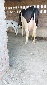 142K views · 2.8K reactions | Big cow for sale in Pakistan #animals | Apna punjab tv | Facebook
