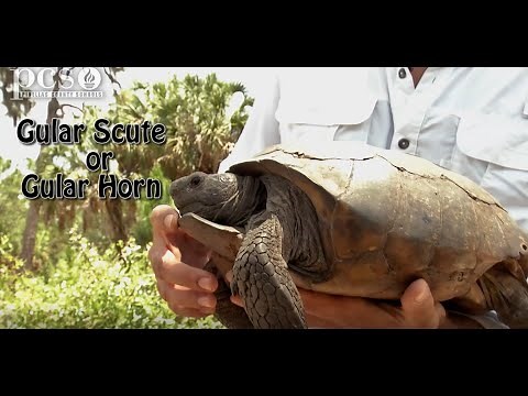 Learning about how a male Gopher Tortoise fights other males and their role in the ecosystem.