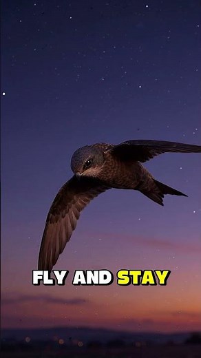 The Bird That Never Lands: The Swift's 10-Month Non-Stop Flight