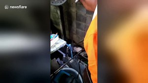 Horrific moment python is caught eating a pet dog