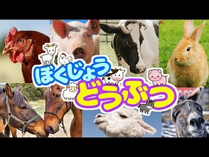 【 いきもの映像 】牧場の仲間たちに会いに行こう！動物の4K映像！