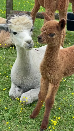 LaneHouseAlpacas on TikTok