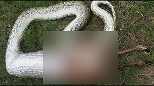 Python swallows white-tailed deer that outweighed it in record-setting meal