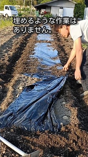 【超浅植え栽培】ジャガイモをラクに作るならこれ。