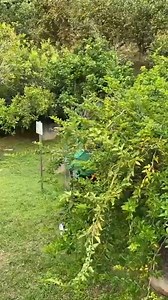 A real jewel among tropical fruits are the cherries from Penang...