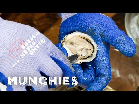 Oysters And Clams - Everything You Need To Know