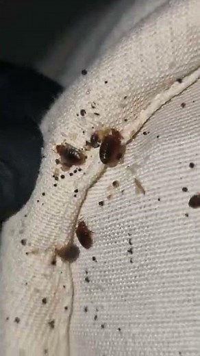 BEDBUGS 👀 All Stages Of Bed Bug Life Cycle