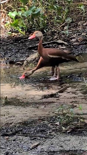 Black Bellied Whistling Ducks with Bright Orange Beaks Consume Aquatic Plants at Overlook Park!