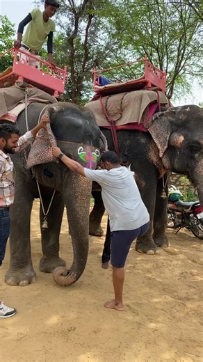 Exploring India: Elephant Riding Adventure