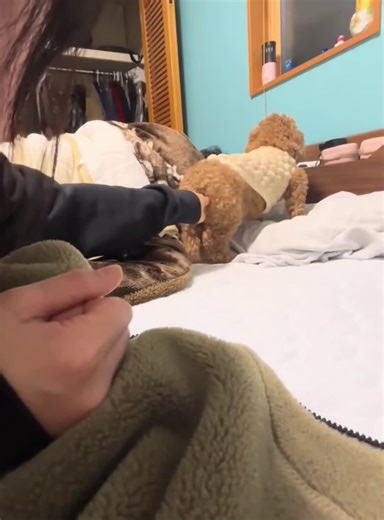 Timid dog #dog #funnydog #dogs #funnyvideos #fyp | Funny Dog Clips