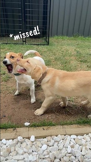 Playful Labrador Retriever vs Energetic Jack Russell Terrier 😂 | Funny Dog Playtime