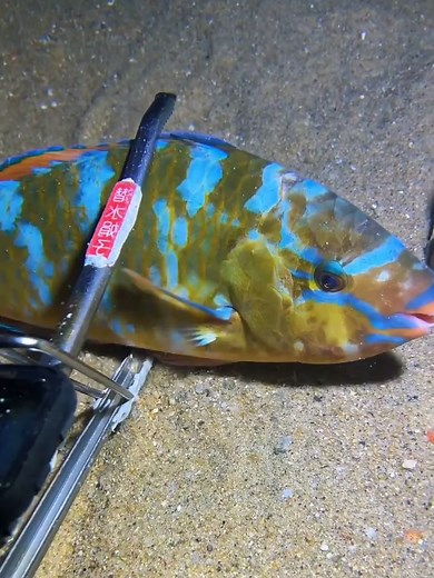 #diving #crab #catchthesea #seafood #seaside | seafood