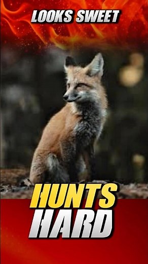 This Cute Fox Is Secretly a Tactical Hunting Genius #fox #facts #funfact #shorts #short