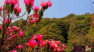 5.7K views · 100 reactions | Ramdi pul tarane bitikai... Bache vet.., mare ta yetikai... | Lok Sangeet | Facebook