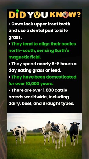 cows lack upper front teeth