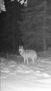 Night Wolf Stare + One-Antler Moose: Epic Winter Wildlife!