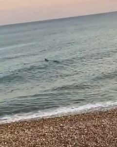 47K views · 103 reactions | Shark in Brighton earlier last month. Do you think it’s real? We think it is fake/edited? Video is from someone called Ashwin Limbachia. | UK Weather Forecasts | Facebook