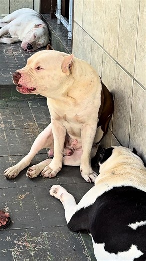 Reforço de vermifugação em meus cães: quando e como fazer