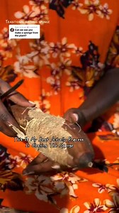 In this beautiful African village its women that lead and this is one way we do it. Organic bathing sponge, just wondering if you would use it. 🤗. Don't forget tomorrow is international women's Day. ❤️❤️❤️ | Aketch Joy Winnie