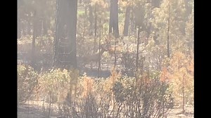 6.1K views · 252 reactions | A Fire Behavior Analyst shows the value...