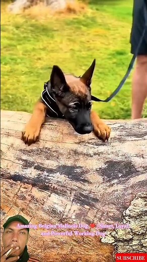 Amazing Belgian Malinois Dog ❤️ | Smart, Loyal, and Powerful Working Dog #malinois #belgianmalinois