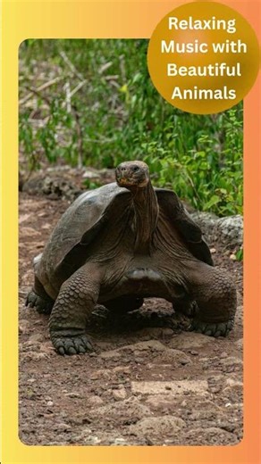 #28 Relaxing music with beautiful animals - New Series #wildlife #animals #meditation #mindfulness