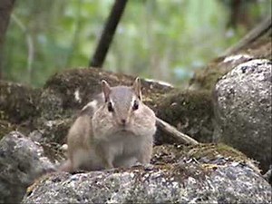 Chipmunks dancing to Basement Jaxx - Do Your Thing