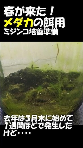 ミジンコ 採取 田んぼの土からメダカの餌を育てる 培養にむけて #水槽 #ミジンコ #めだか