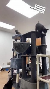 16K views · 1.1K reactions | Help this toothless cat get his nom noms! #cats #helpinghand #pate #catfood #toothless #tacotuesday #toothlesscat #nomnom | The Cattery Cat Shelter | Facebook