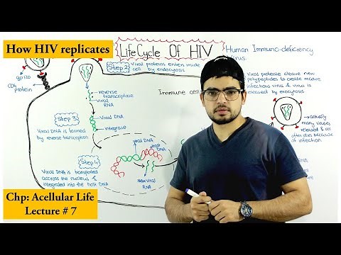 Life cycle of HIV (human immunodeficiency virus)