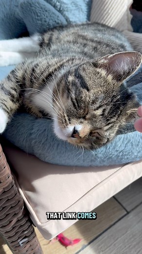 14K views · 1.6K reactions | I love calling him King of KC磊 The Kansas City Star #cats #kansascity #cutestcat #dwarfcat #dwarfcat #fblifestyle | Willy Wonky & Charlie Bear | Facebook