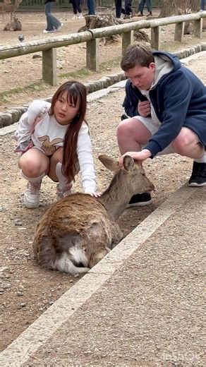 涙が出るほど可愛い日本奈良公園の鹿との出会❤️#naradeerpark #shorts