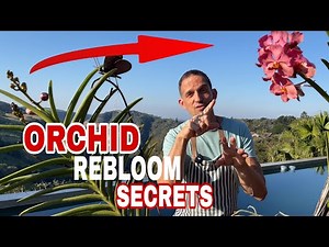 How to get Orchids to Rebloom
