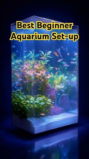Best Beginner Aquarium Setup #fish #aquarium #fishtank