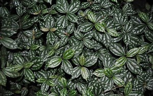 How to Care for Pellionia Repens - Garden Crafted