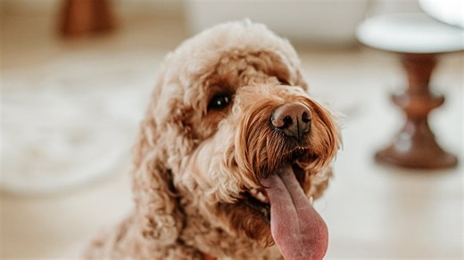 Watch as this opera-singing doggo tackles famous arias