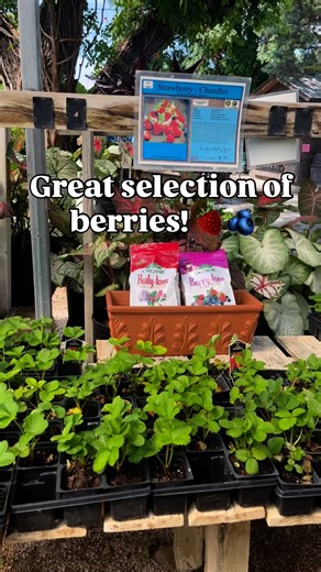 16 reactions | We have a great selection of berries at both locations including Strawberries, Blackberries & Blue Berries! 𢡄 Stop by & check out our selection.  | Rainbow Gardens | Facebook