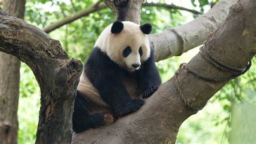 47K views · 1.6K reactions | Fell down a scratching rabbit hole! One scratch and there's no going back. So addictive! (Ji Fu) #panda #cute #HiPanda #CCRCGP #PandaLife For more panda information, please check out: https://en.ipanda.com | iPanda | Facebook