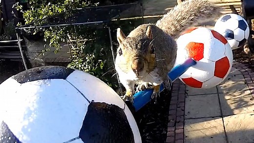 World Cup: Man builds squirrel course in Hitchin garden