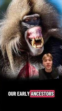These monkeys were in the Stone Age?