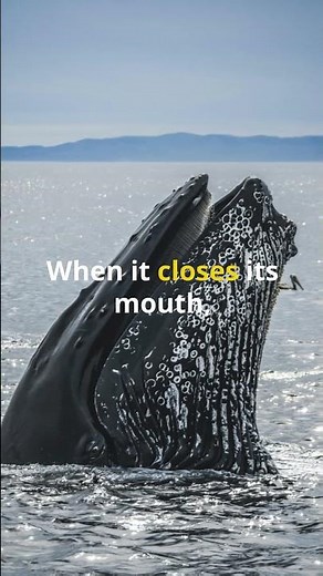 How WHALE BALEEN Works? 🤔 | Ever Wonder Why