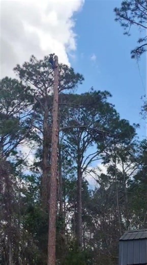 Topping a pine over a fence power lines and a building .#tree #treeclimber #treeremoval