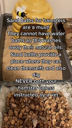 How to Bathe Your Hamster: Proper Care Guide