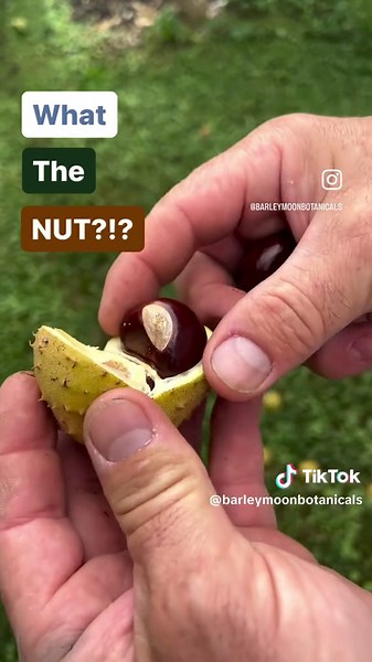 Wt?!? Is a buckeye anyway?!? Nuts…These nuts 😉 The state tree of Ohio and the mascot for THE Ohio State University- Brutus the Buckeye Originally though - Native Americans once used buckeyes for both nutritional and medicinal purposes. The tribes would crush and knead the nuts into a salve for rashes and cuts. It is still believed that buckeyes can relieve rheumatism and arthritis pain. Music by TBDBITL #newbusiness #homegrown #freshhoney #savethebees #savethebutterflies #honey #bees #honeybees