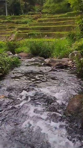 🌾 Peaceful Rice Terrace River Sounds 🌿💧 | Relaxing Nature ASMR in Java