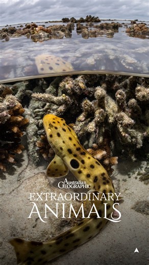 Australian Geographic on Instagram: "This shark doesn't just swim... it ‘walks’!🚶‍♂️ The epaulette shark uses its paddle-like fins to move across the seabed, while using its sense of smell and electroreception to track its prey. 📺 Australian Geographic Extraordinary Animals now streaming for free on SBS On Demand @sbsondemand #ausgeo #extraordinaryanimals #shark"