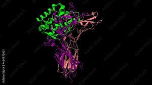 Ternary structure of human interleukin-20 (green) in complex with its receptor (pink and violet), animated 3D cartoon and Gaussian surface models, black background Stock Video