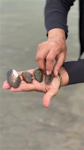 Are these the same type of shellfish or a different type? Does anyone know?