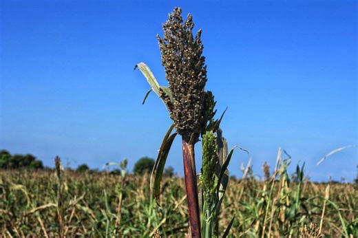 Haïti Agriculture : Survivre envers et contre tout | Opérations de paix des Nations Unies